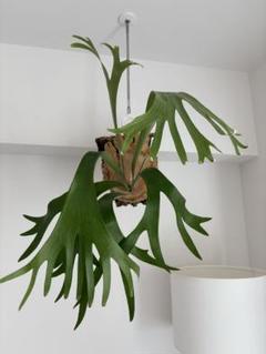 ビカクシダ ssfoong 親株vandaka plantsおまけ付き ビカクシダ ssfoong 親株vandaka plantsおまけ付き - メルカリ