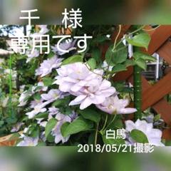 クレマチス 鉢花の中古 未使用品を探そう メルカリ