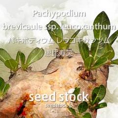 パキポディウムの種 Pachypodium leucoxanthum 10個