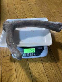 鹿茸　袋角 302g 2025年最新】鹿茸 袋角の人気アイテム - メルカリ