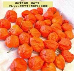 mamiページです。　ほおずきご注文品60個➕2Lサイズ10個 ほおずきの実 秀品2Lサイズ 10個セット ほうずき 鬼灯 新入荷