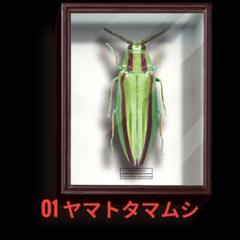 ヤマトタマムシ　55匹セット　昆虫標本 昆虫標本 ヤマトタマムシ - メルカリ