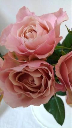 「古澤　蓮様」 切り花品種バラ苗　Pink’n Pret♡ Rose 古澤蓮様」 切り花品種バラ苗Pink'n Pret♡ Rose