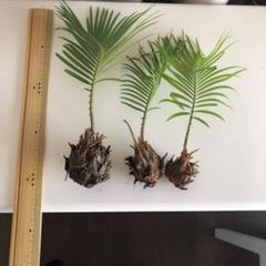 希少な二股（70+40cm) 蘇鉄　ソテツ　子株多数　最終特価　金曜昼処分 楽天市場】＼現品販売／ 《特A品株 ソテツ 7号株》寒さに強い
