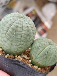 ユーフォルビア　オベサ　他セット セット販売【オベサ＋鉢】セキグチタカヒト氏“Opot” Euphorbia