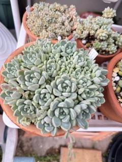 リンゼアナ畑❤️セット リンゼアナ畑セット❤️ リンゼアナ畑❤️セット