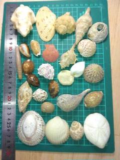 貝殻標本　詰め合わせ① 61rB3L1qywL._UF350,350_QL50_.jpg