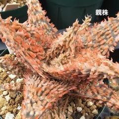 メルカリ便発送☆多肉植物 アロエ属 悪の女王(ちょび根苗です) メルカリ便発送☆多肉植物 アロエ属 悪の女王(ちょび根苗です