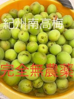 和歌山県産 紀州南高梅 完全無農薬 10キロ - メルカリ