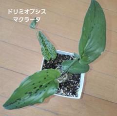 hyn☆*。様マクラータ斑入り鉢ごと速達