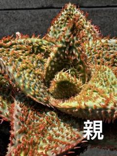 ◾️アロエ TCT ハイブリッド 【子株】メルカリ便 送料込み