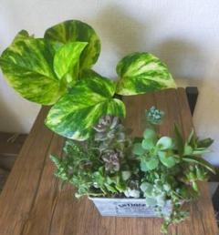 寄植えセット⭐多肉植物とポトス アンティーク風ブリキの鉢に♪