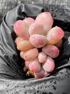 【１着でも送料無料】 土付き 105苗 ピーチエッグ B702 多肉植物 韓国苗 エケベリア その他多肉植物