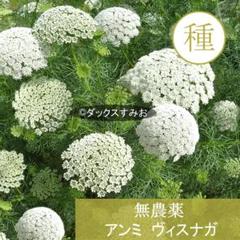 【 無農薬 】二年草　アンミ ヴィスナガ　種 50粒　切り花用　ドライフラワーのサムネイル