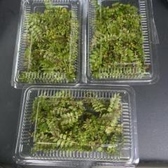 【5月末までクール便】限定一箱　木の芽　300-400枚くらい？　山椒 5月末までクール便】限定一箱 木の芽 300-400枚くらい？ 山椒