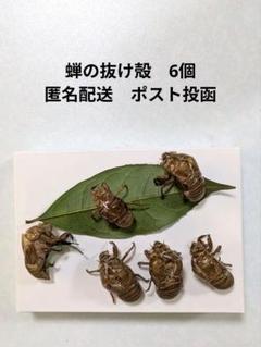 セミ　蝉　標本　箱付き 2025年最新】セミ標本の人気アイテム - メルカリ