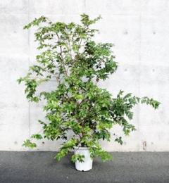 ジャボチカバ 大葉 四季生り 10号 実付き m71866620443_1.jpg?1750152968