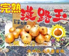 農家直送！！愛果28号→小玉5kg 農家直送！！愛果28号→小玉5kg