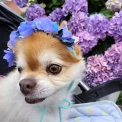 ホームパイ 犬 猫 ペット 紫陽花 トリミングチョーカー 紫陽花ペットチョーカー トリミング 犬猫 ぬいぐるみリボン