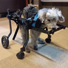 犬用 車椅子 小型犬 中型犬 歩行器 介護用 リハビリ用 軽量 4輪