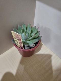 桜鬼　札付き　おらいさん　ミックスベリア　多肉植物 桜鬼 札 葉挿し1枚セット おらいさん苗 ミックスベリア｜Yahoo