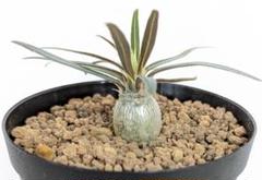 有馬和博 植木鉢 作家鉢 美中古 グラキリス　塊根植物 2025年最新】グラキリス 鉢の人気アイテム - メルカリ