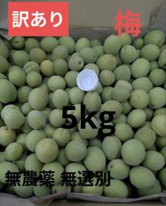 【訳あり】梅　梅仕事　岩手県　5kgのサムネイル