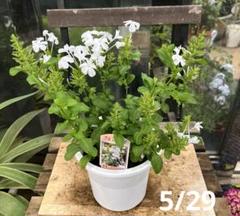 プルンバーゴ　ルリマツリ　5寸鉢ごと　苗　植物　本日入荷！ プルンバーゴ ルリマツリ 白 複数株植え 5寸鉢ごと 苗 植物 本日