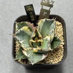 ボ*ブ様 オークション【 REZA産】希少　長棘　アガベ　NOVA 特選株　ミニ LIZE産 鳳凰 中株 agave アガベ チタノタ オテロイ（イラン株