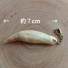 熊の牙 ツキノワグマ 牙 （本物） Yahoo!オークション -「ツキノワグマ 牙」の落札相場・落札価格