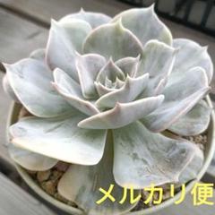 メルカリ便　シャビアナ・マドレ・デル・スル錦　ポットごと メルカリ便 プリマドンナ錦 ポットごと - メルカリ