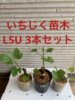 LSU Hollier Fig(LSUホーリエ イチジク)の特徴・味・耐寒性