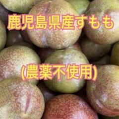 いぐりすもも　4キロ　鹿児島県産 鹿児島産すもも4キロ - メルカリ