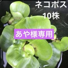 アスパラ様 リクエスト 2点 まとめ商品 さら様 リクエスト 2点 まとめ商品 - メルカリ