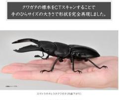 いきもの大図鑑くわがた10 スマトラオオヒラタクワガタ(内歯下がり)