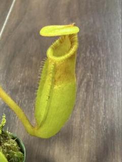 あびんこ　食虫植物　2点　送料無料　メルカリ便 2025年最新】食虫植物の人気アイテム - メルカリ