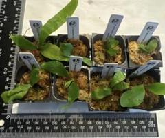 ビカクシダ　６種セット ビカクシダ、苗6種類セットB 観葉植物
