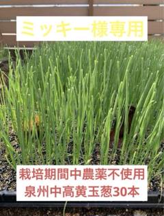 北海道産 無農薬 玉ねぎ苗 早生品種 500本 5kg】札幌黄玉ねぎ（さっぽろき） 北海道産の伝統野菜|井澤農園