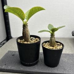 2025年最新】パキポディウム ウィンゾリーの人気アイテム - メルカリ
