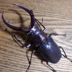 m72205373503_1.jpg?1751369866