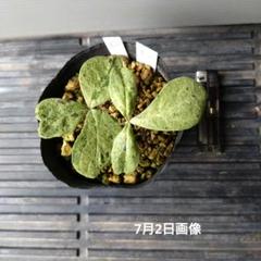 2025年最新】シャクヤク斑入りの人気アイテム - メルカリ