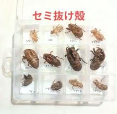 ❗️トリトリグモ　タイワンアブラゼミ　他　昆虫　標本セット✨ ❗️トリトリグモ タイワンアブラゼミ 他 昆虫 標本セット