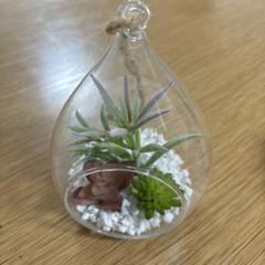 【現品限り‼️】吊り下げ ガラス 花瓶 グローブ 植物 おしゃれ インテリ