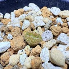 菊水綴化 実生 鉢植えメルカリ便送料込み 2025年最新】菊水綴化の人気アイテム - メルカリ