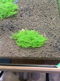 プレミアムモス①