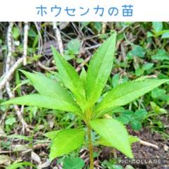 ホウセンカ ほうせんか 鳳仙花 5苗 - メルカリ