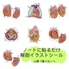 専用ページ　心臓　血液　まとめノート 専用ページ 心臓 血液 まとめノート - メルカリ