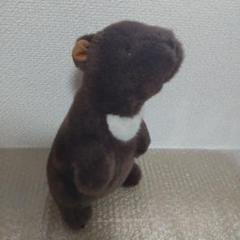 最安値月の輪熊 子熊ツキノワグマ爪同一個体子グマ爪14本セット