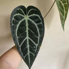 2025年最新】anthurium carlablackiaeの人気アイテム - メルカリ