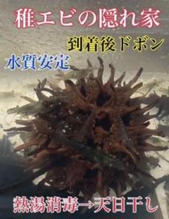 稚エビの中古 未使用品 メルカリ